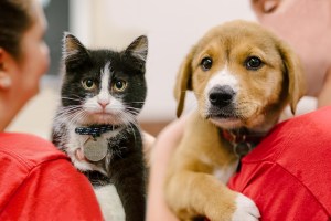 Celebrating 80 Years Of Rescue