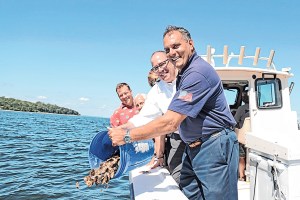 Town, SUNY Stony Brook Partner To Put Oysters Back In Oyster Bay
