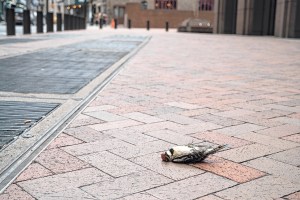 Bird Collisions Create Headaches