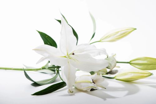 qtq80-DGCaYz qtq80-DGCaYz