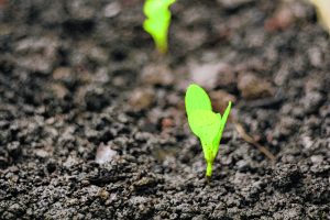 Oyster Bay Main Street Association’s Seedling Program