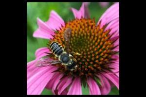 Town Of North Hempstead Sustainability Programs