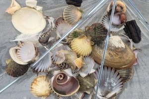 Through The Lens: Look Local, Look To Nature