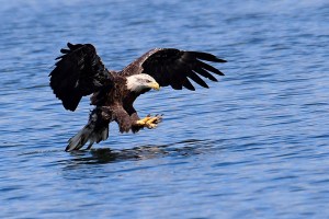 Bird Photography Presentation
