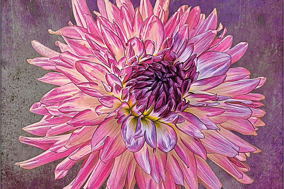 camera club Manhasset image