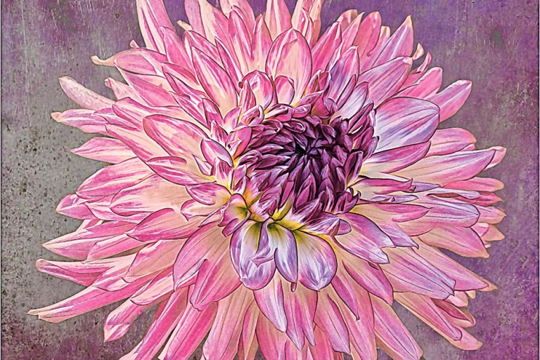 camera club Manhasset image