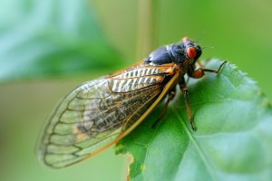 Double Emergence: Cicadas Taking Over Midwest