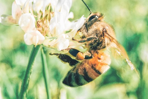 LTR_Bee_A (Photo courtesy Unsplash)