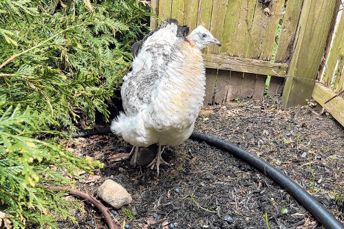 Peahen in a Great Neck resident’s backyard (Photo from Christy Orquera)