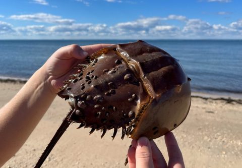 Calendar6-26_A Friends of the Bay will present on horseshoe crabs in their upcoming speaker series. (Photo from Friends of the Bay)