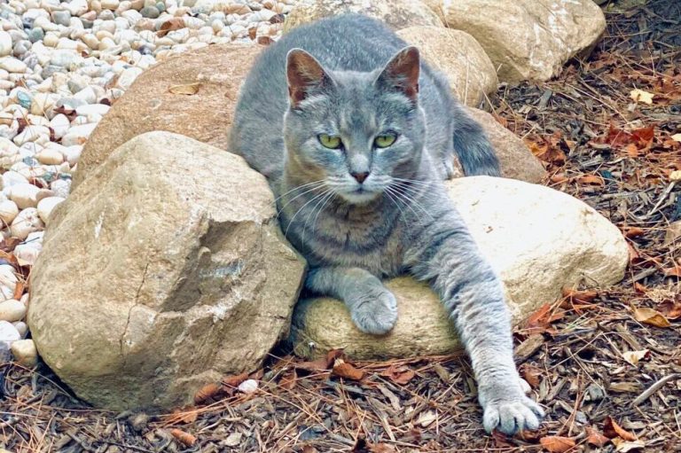 A former feral cat in her loving home.