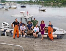 North Hempstead Embarks On Third Season Of Oyster Reintroduction In Manhasset Bay