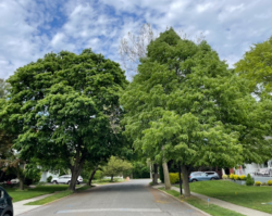 Syosset Grove Residents Fume Over Tree Removals