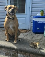 The Real Mother Goose