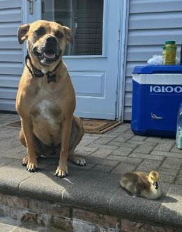 (Photo courtesy of Paul DiSclafani)