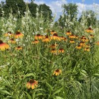 Sands Point Preserve Conservancy Presents The Avant-Garden Party Gala