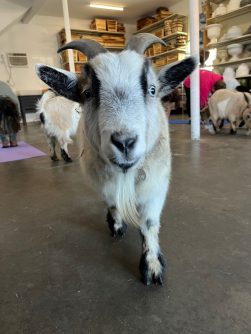 Goat yoga at Starkie Bros. Garden Center in Farmingdale (Christy Hinko)