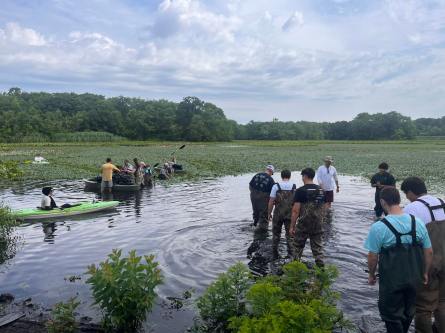 Water Chestnut Pull 2 Cleaning up Wantagh's Mill Pond (Photo from the Office of Sen. Rhoads)