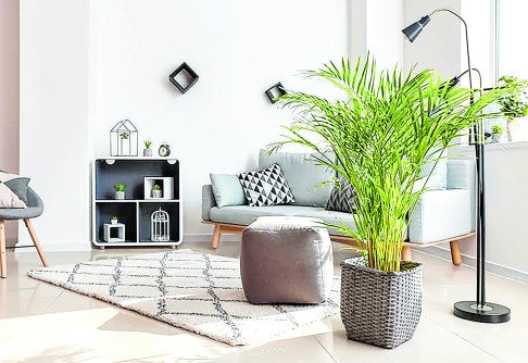 Areca palm (Hicks Nurseries)