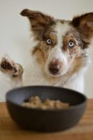 The Raw Food Diet: A Growing Trend In Pet Nutrition