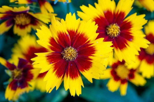 Plant colorful flowers. (Joshua J. Cotten/Unsplash)