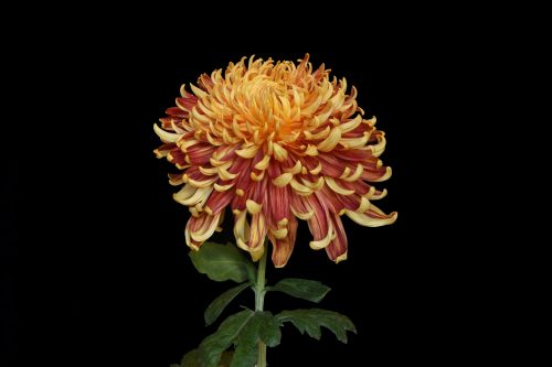 (Photo credit the National
Chrysanthemum
Society, USA)