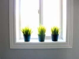 Tips to help houseplants thrive over the winter