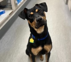 Adoptable Friends To Keep You Company During Spooky Season